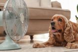 Cómo saber si tu perro está deshidratado en temporada de calor | Getty Images
