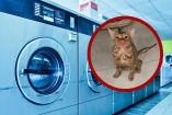 Mujer en China metió por error a su gato en una lavadora.