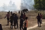 Captura del video del elefante atacando a varias personas en un cultivo en Jharkhand, India.