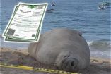 El elefante marino fue visto por primera vez en el mes de julio de 2020 en Playa San Pancho, Nayarit.