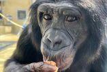 Primer plano de Nyota, un bonobo adulto, sosteniendo alimento con la mano dentro de un entorno de investigación en cautiverio, durante un estudio de la Universidad Johns Hopkins sobre cognición e imaginación en grandes simios.