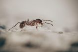 Foto: Pixabay