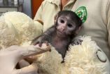 Yuji nació el 3 de marzo y ha sido alimentado con formula humana.