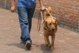 Requisitos para solicitar un perro guía