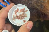 Una mosca puede dejar más de 400 huevecillos en la herida de un animal.