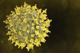 Un paciente en Israel fue diagnosticado con hantavirus después de presentar síntomas compatibles con la infección.