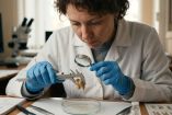 Muela hallada en Siberia apunta a una antigua práctica dental entre neandertales