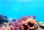 Arrecifes de coral en México