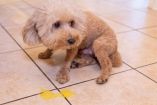 ¿Por qué mi perro vomita amarillo? Causas, señales de alerta y cuándo acudir al veterinario