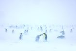 El pingüino emperador no escapa a los impactos del cambio climático vinculados a las actividades humanas.