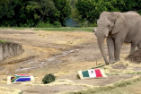 Elefante predice ganador en partido entre México y Sudáfrica.