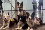 Los perros desplegados por la Cruz Roja son: Orly, Balam, Halley y Kenay.