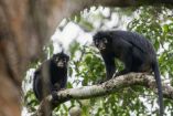 El Colobus congoensis fue identificado como una nueva especie de mono en el Congo.