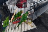 Durante la inspección, realizada el pasado 8 de julio con apoyo de la Policía Municipal, los inspectores encontraron a una persona que ofrecía a la venta tres ejemplares de perico.