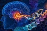 Científicos hallaron algunas neuronas responsables de la motivación