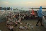 El Segundo Anillamiento de Flamencos 2026 contó con la participación de 40 niños quienes conocieron el trabajo que realiza la Reserva de la Biosfera Ría Celestún.