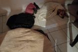 Aún no ha habido acercamiento de las autoridades para saber quién dejó abandonados a los perros