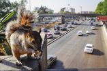 La fauna nativa de la CDMX es la principal víctima de la invasión.
