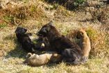 Los perros rescatados del refugio, que aún están bajo resguardo de las autoridades capitalinas, cuentan con atención veterinaria