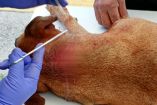 El ataque contra el canino ocurre apenas dos semanas después de otro caso de violencia animal registrado también en Chalco.