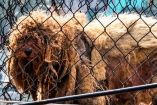 Timón y Pumba, dos perros rescatados tras vivir confinados durante años en una azotea de Naucalpan, Estado de México.
