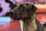 “Tlacoyo”, perrito en La Granja VIP 2.