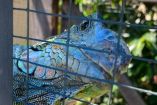 El despliegue de la Operación Madre Tierra VIII por parte de la Interpol logró golpear las estructuras del crimen organizado dedicadas al tráfico de fauna, la minería clandestina y la deforestación a escala industrial en varios países de América Latina.
