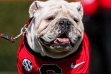 Uga ha sido la mascota oficial de los Bulldogs de Georgia desde 1956