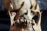 Alrededor de las obras se han recuperado materiales de culturas como la teotihuacana, tolteca y mexica.