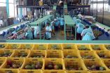 Bajo el Programa de Exportación de Mango hay registrados 808 huertos con ocho mil 737 hectáreas certificadas y una producción de 47 mil 801 toneladas