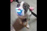 Un tierno pitbull juega con un fidget spinner con luces.