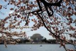 Marca floración de cerezos el fin del frío en Washington