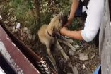 maltrato animal, mascotas, animales, perros, estado de México