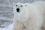 Oso Polar se queda atorado en una ventana por comer chocolate