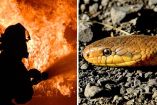 Intentó matar a víbora con gasolina y terminó incendiando su casa