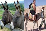 Burros sufren severas lesiones por cargar a turistas obesos