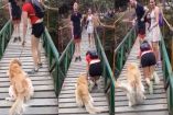 Perrito teme cruzar puente, pero su dueña le pone el ejemplo
