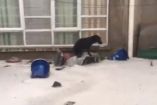 Dejan afuera a perrito y muere por inundación en la V. Carranza 