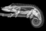 Increíbles radiografías de animales que te dejarán asombrado