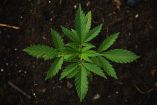 Sheinbaum sostuvo que no toman como un asunto menor la posible legalización del consumo de mariguana. Foto: Pixabay