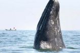 Puerto Vallarta, destino ideal para observar a la ballena jorobada