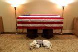 labrador, retriever, sully, perro, acompano, gerorge bush, bushm, padre, senior,dog, funeral, excelsior,animales, lealtad, hachiko, mexico, usa, eu, estados unidos, noticias de hoy, flipboard