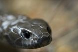 Ahora puedes nombrar a una serpiente como tu ex y San Valentín nunca fue tan divertido