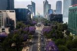 Las jacarandas y su exuberante color morado que ilumina CDMX
