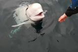 Presunta beluga 'soldado' se roba el corazón de Noruega