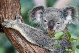 El koala estaría 'virtualmente extinto' y sería nuestra culpa