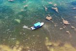 Playa del Carmen, sargazo, Quintana Roo, ecología, medio ambiente