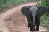 Elefante ahuyenta a leopardo que acechaba a su presa