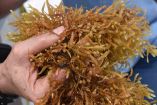 sargazo, Caribe mexicano, alga, cambio climático, economía, turismo, Quintana Roo