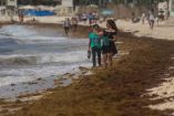 sargazo, Caribe mexicano, alga, cambio climático, economía, turismo, Quintana Roo